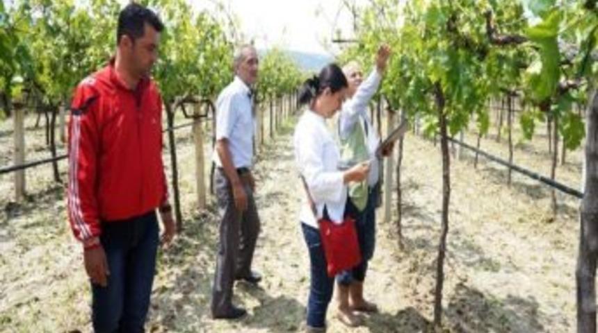 Sarıg&ouml;l&rsquo;de Dolu Zararı Tespit &Ccedil;alışmalarına Başlandı