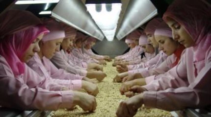 8 Ayda 234 Bin Ton İ&ccedil; Fındık İhra&ccedil; Edildi