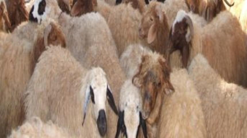 Suriye Sınırında 250 K&uuml;&ccedil;&uuml;kbaş Hayvan Ele Ge&ccedil;irildi