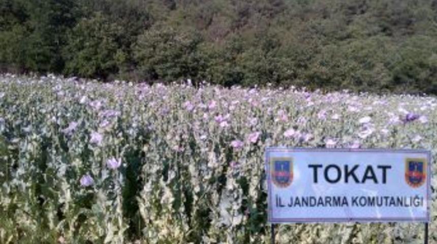 Erbaa'da Uyuşturucu Tacirlerine Darbe