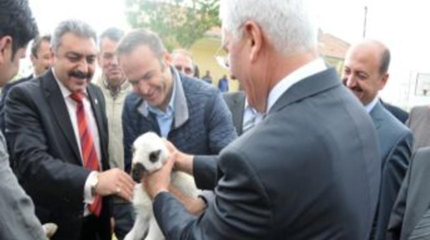 Karaman'da Damızlık Ko&ccedil; Dağıtımı