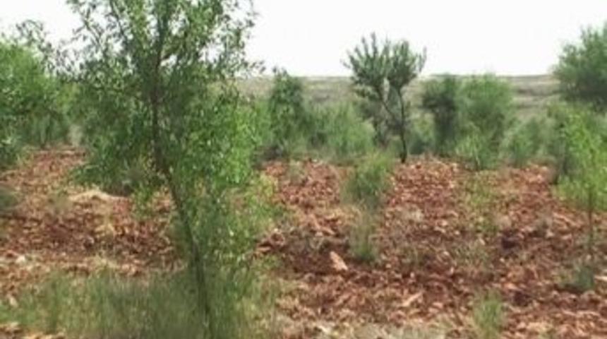 Yaylak Beldesi Bin 548 D&ouml;n&uuml;m Yeşil Alana Kavuştu