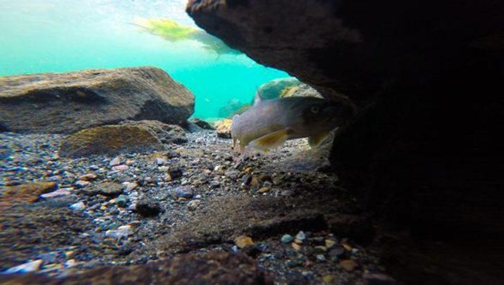 Ağrı Dağı eteklerinde doğal akvaryum  G4