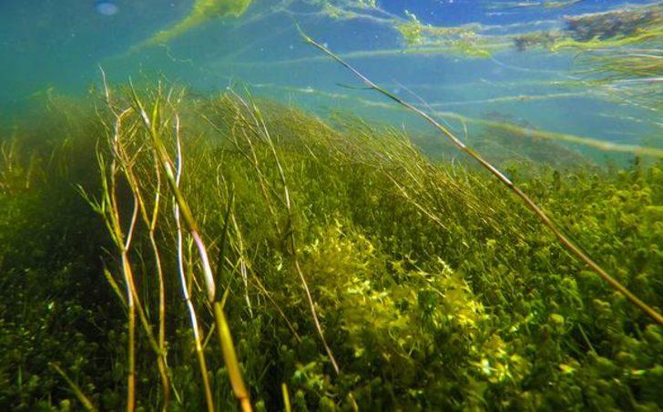 Ağrı Dağı eteklerinde doğal akvaryum  G5