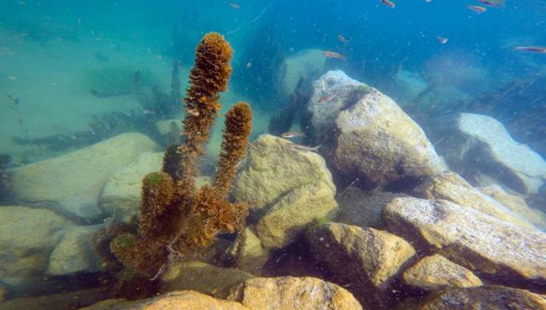 Ağrı Dağı eteklerinde doğal akvaryum 