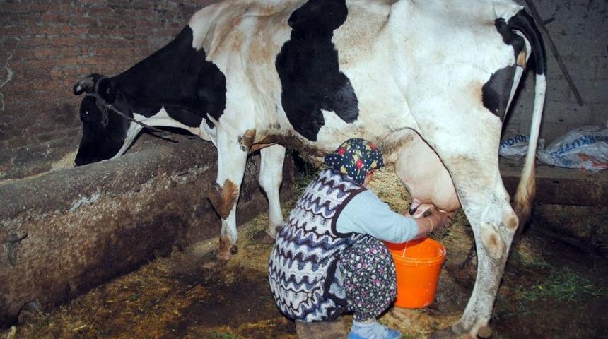 Manavgat'ta 3 Bin 114 Kişi 700 Bin Lira Ana&ccedil; Sığır Desteğinden Yararlandı