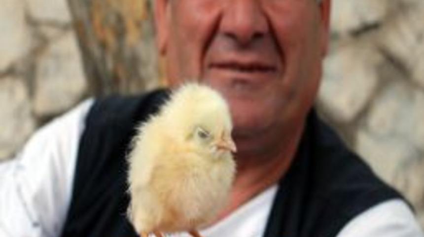 Pazarcık'ta 3 Ayaklı Civciv Ilgi Odağı Oldu