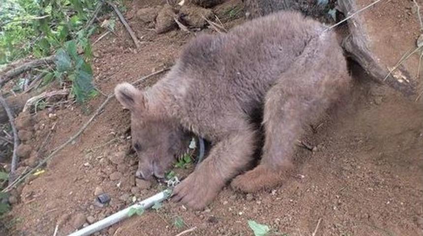 Domuz Kapanına Yakalanan Yavru Ayı Kurtarıldı