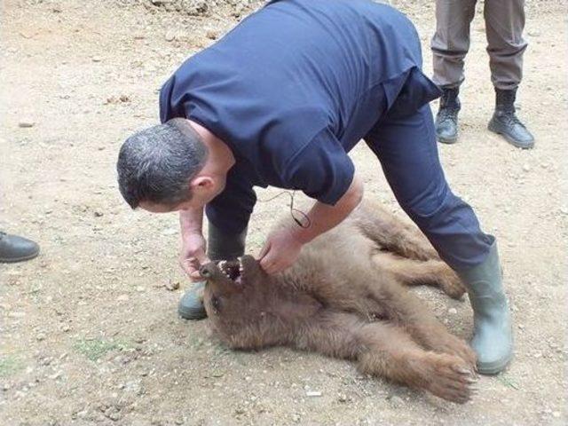 Domuz Kapanına Yakalanan Yavru Ayı Kurtarıldı