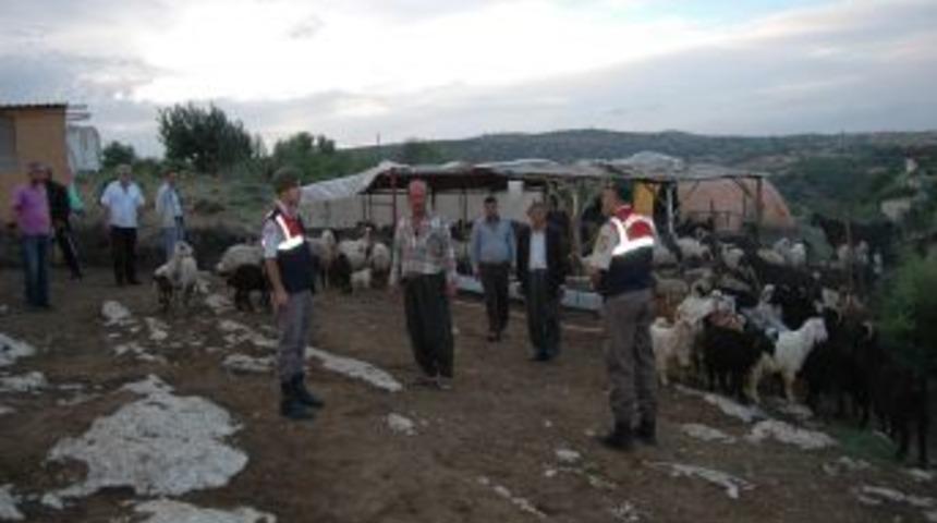 Tarsus'ta Hayvan Hırsızlığı Operasyonunda &Ccedil;ete Lideri Yakalandı