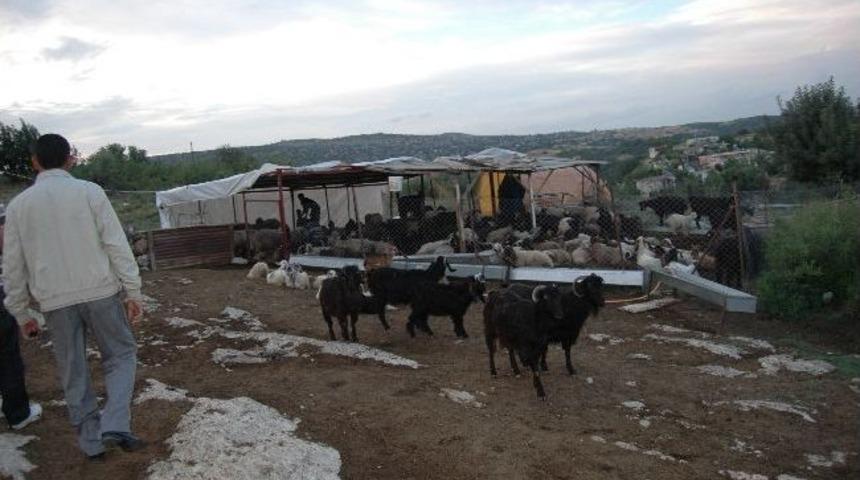 Tarsus&rsquo;ta Hayvan Hırsızlarına Operasyon