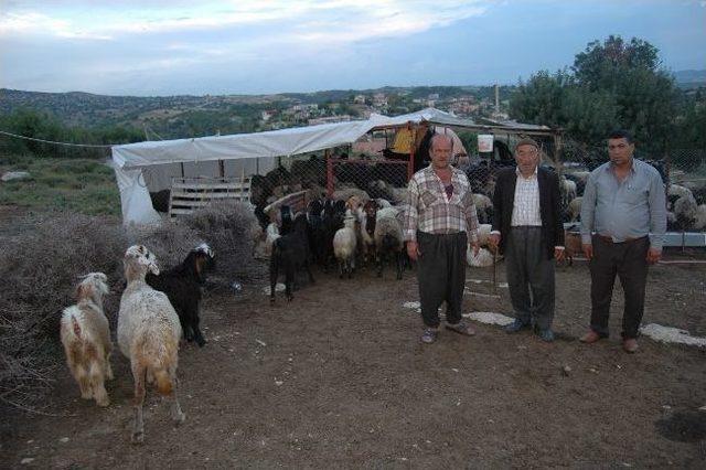 Tarsus’ta Hayvan Hırsızlarına Operasyon