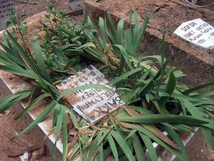 Selçuk'ta Kesilen Ağaçlar Onlarca Mezara Zarar Verdi G1