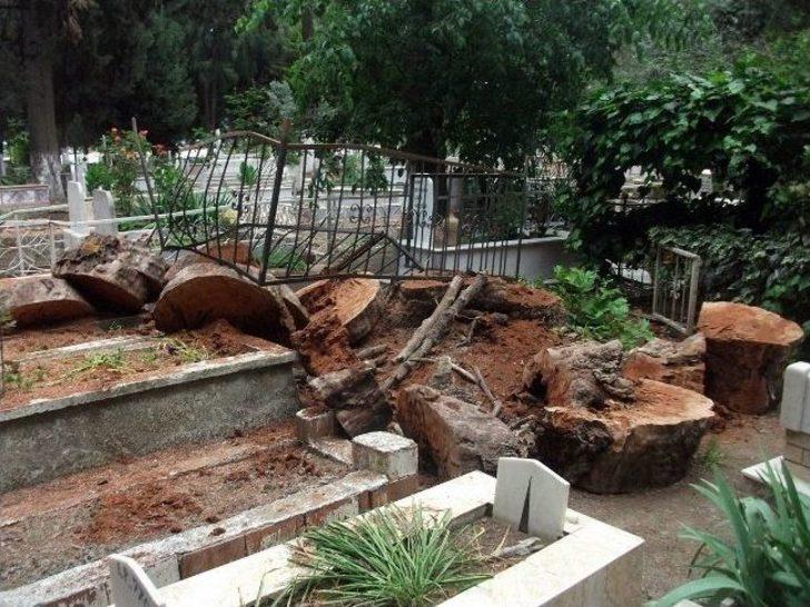 Selçuk'ta Kesilen Ağaçlar Onlarca Mezara Zarar Verdi G3