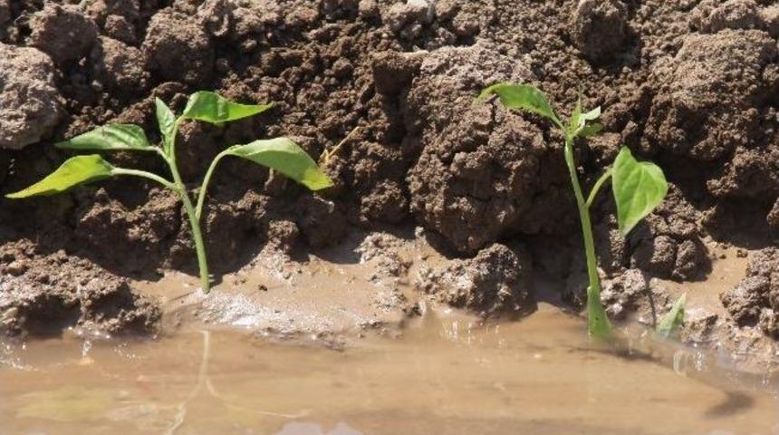 Bah&ccedil;e Ziraatından D&uuml;nya Pazarlarına