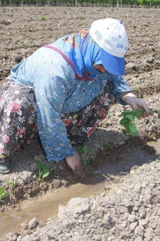 Bahçe Ziraatından Dünya Pazarlarına