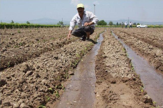 Bahçe Ziraatından Dünya Pazarlarına