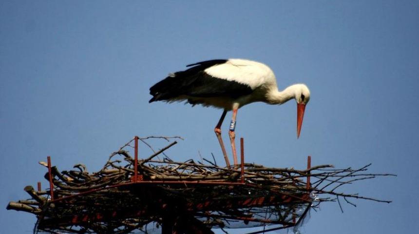 Halkalanan 483 Leylek Yavrusundan Bilgi Geldi