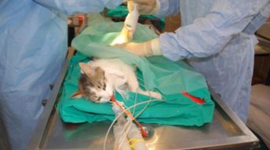 Hayvanlara Organ Nakli Yapılabilecek Merkez Kuruluyor