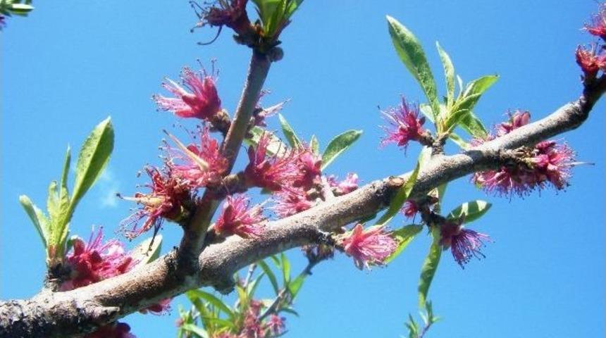 Şeftali Filiz G&uuml;vesi İ&ccedil;in İla&ccedil;lı M&uuml;cadele Zamanı