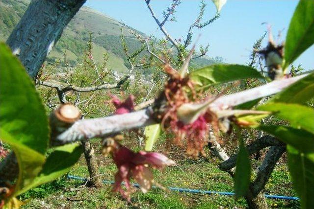 Şeftali Filiz Güvesi İçin İlaçlı Mücadele Zamanı