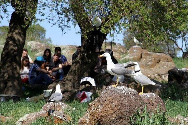 Doğada Yaban Hayatı Tanıma Dersi