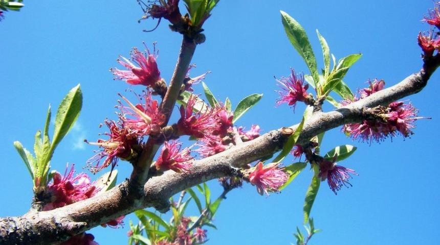 Şeftalilerde Filiz G&uuml;vesine Karşı Ila&ccedil;lama D&ouml;nemi Uyarısı