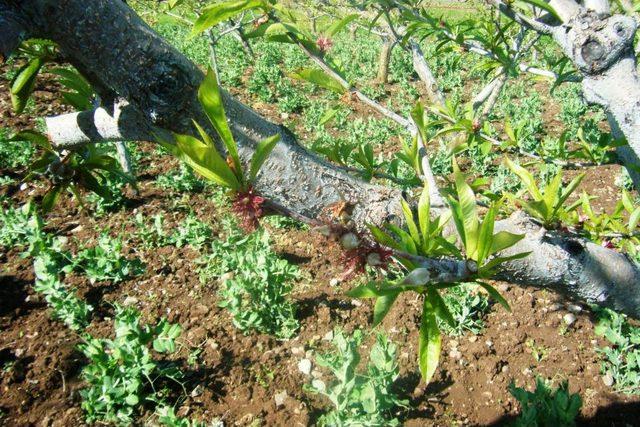 Şeftalilerde Filiz Güvesine Karşı Ilaçlama Dönemi Uyarısı