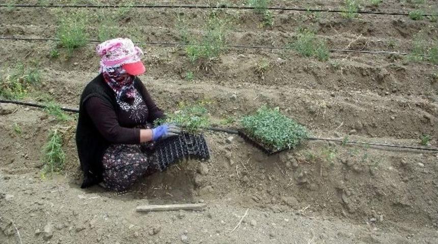 Gemerek&rsquo;te Domates &Uuml;retimi Denenmeye Başlandı