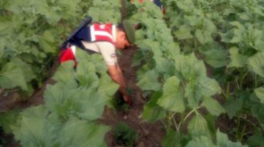 Ayçiçeği Tarlasında Kenevir Yetiştirmişler