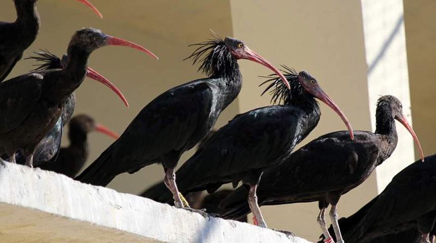 Kelaynaklar Dicle Elektrik ile hayata tutundu