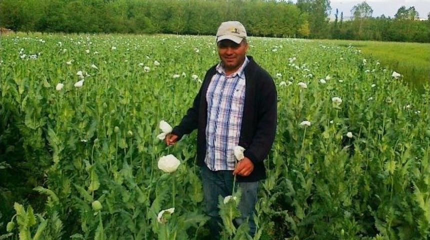 Hisarcık&rsquo;ta Haşhaş Bereketi