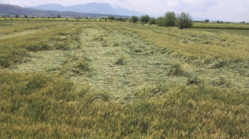 Dolu Ve Şiddetli Yağmur Saruhanlı'da Tarım &Uuml;r&uuml;nlerine Zarar Verdi