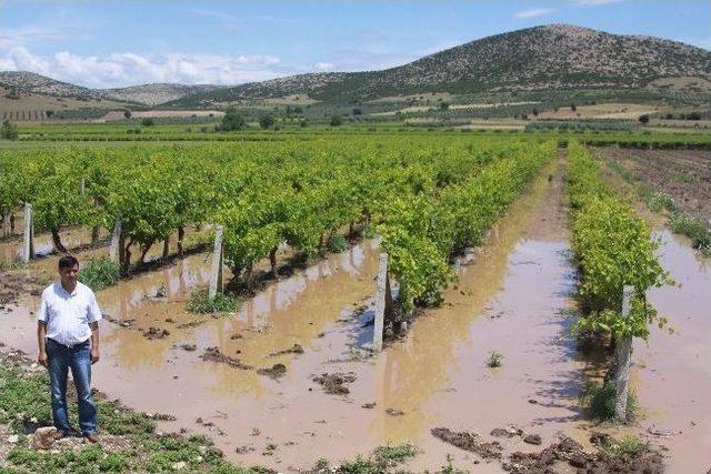 Dolu Ve Şiddetli Yağmur Saruhanlı'da Tarım Ürünlerine Zarar Verdi