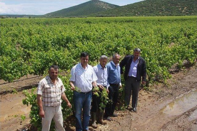 Dolu Ve Şiddetli Yağmur Saruhanlı'da Tarım Ürünlerine Zarar Verdi