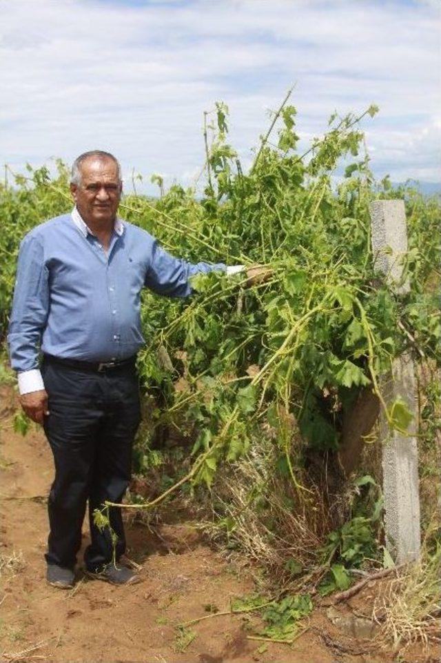 Dolu Ve Şiddetli Yağmur Saruhanlı'da Tarım Ürünlerine Zarar Verdi