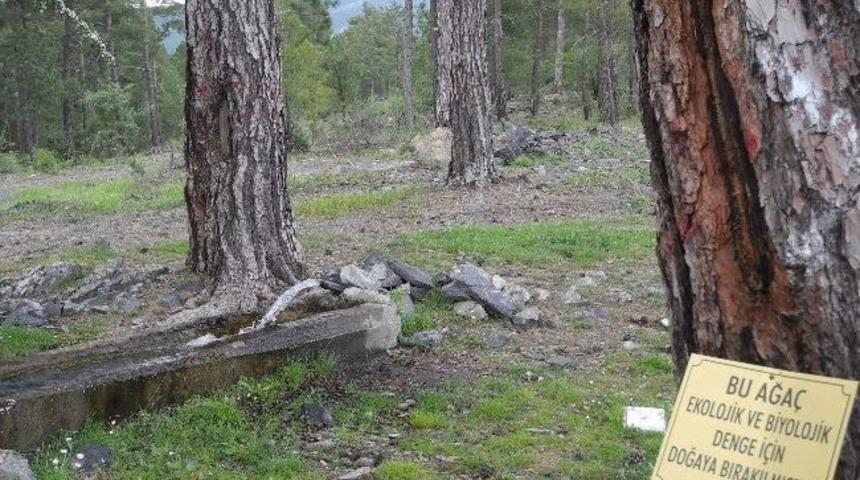 Yatağan Doğaya Y&uuml;r&uuml;yecek