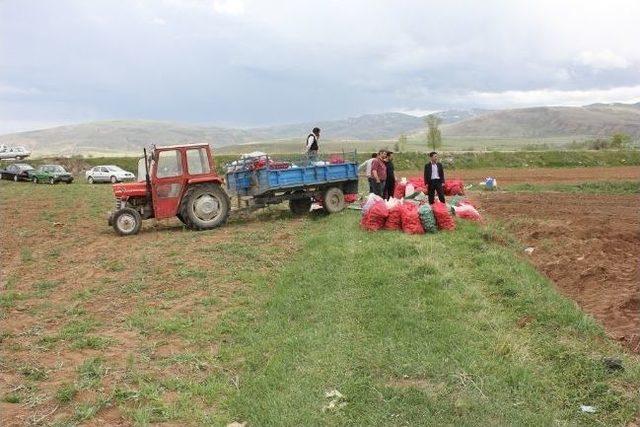 Çayırlı’da Patates Üreticiliği