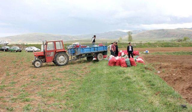 Çayırlı Ilçesi Patates Üretimiyle Gün Yüzüne Çıkacak