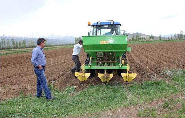 Çayırlı Ilçesi Patates Üretimiyle Gün Yüzüne Çıkacak