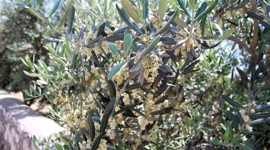 Abaş: Zeytinyağı &Uuml;retiminin Y&uuml;zde 2'sini Mut Sağlıyor