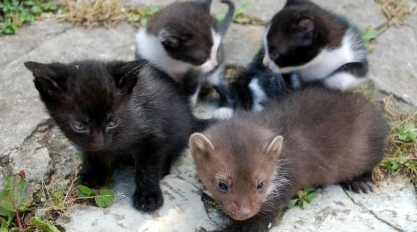 Sansara Kediler Annelik Yapıyor