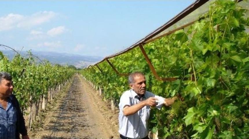 Sarıg&ouml;l'deki Uygulma Bağı &Ouml;rnek Oldu