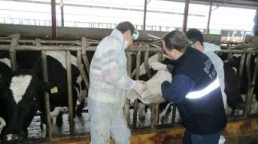 D&uuml;zce&rsquo;de Brucella Aşı Kampanyası Başladı