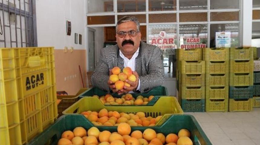 Mut&rsquo;ta Kayısı İhracatı Bu Yıl Y&uuml;zleri G&uuml;ld&uuml;r&uuml;yor