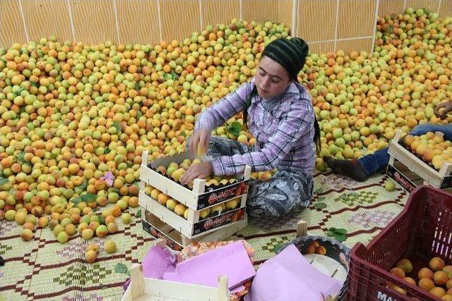 Mut’ta Kayısı İhracatı Bu Yıl Yüzleri Güldürüyor