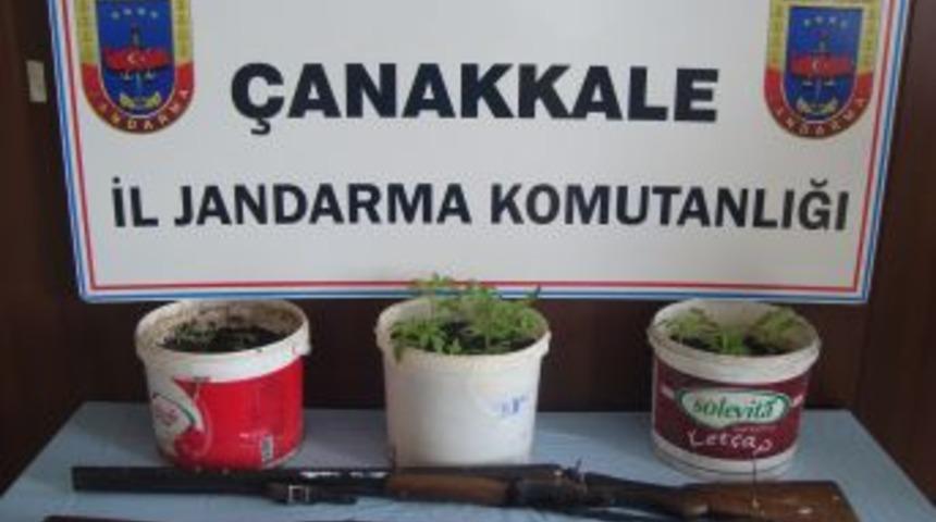 Evinde Saksıda Kenevir Yetiştiren Kişi G&ouml;zaltına Alındı