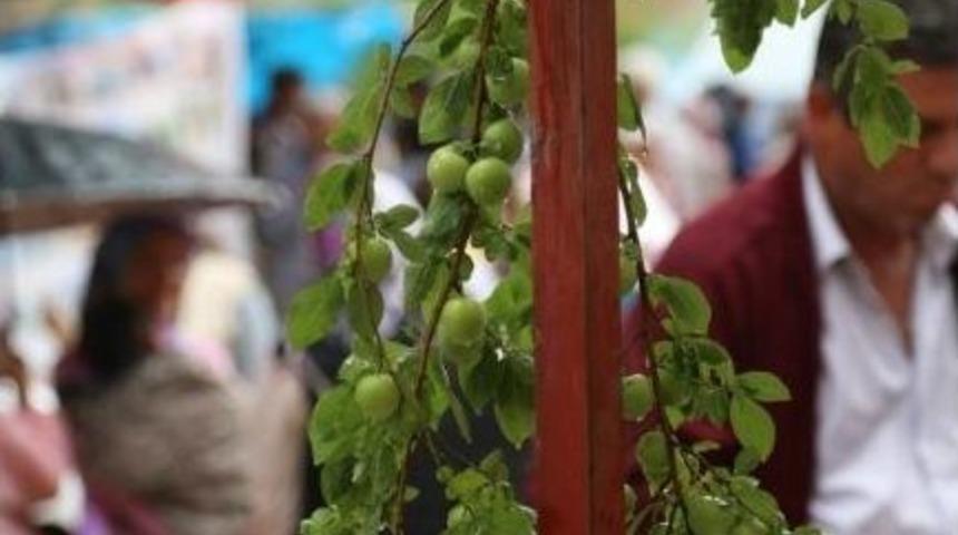 Gezende'de Renkli Erik Festivali