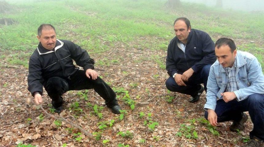 Kayın Sahalarında Gen&ccedil;leştirme Yapıldı