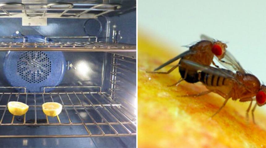 K&uuml;&ccedil;&uuml;k sinekleri uzaklaştıran en pratik y&ouml;ntem